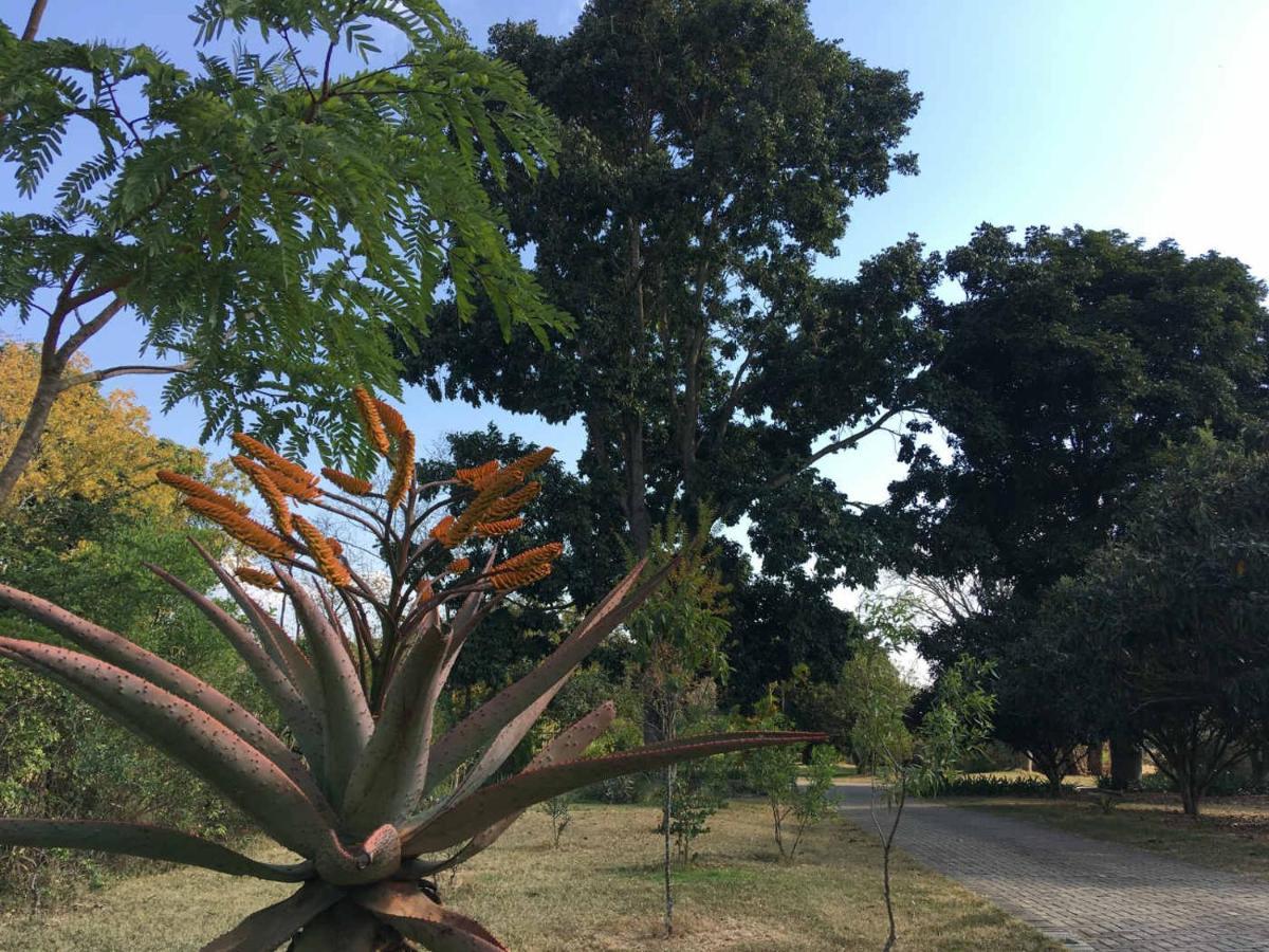 Ilanda Guest House White River Esterno foto